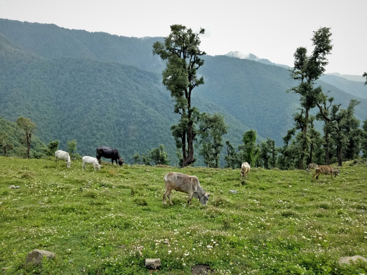 A Tale of Love and Cows in my&nbsp;Family