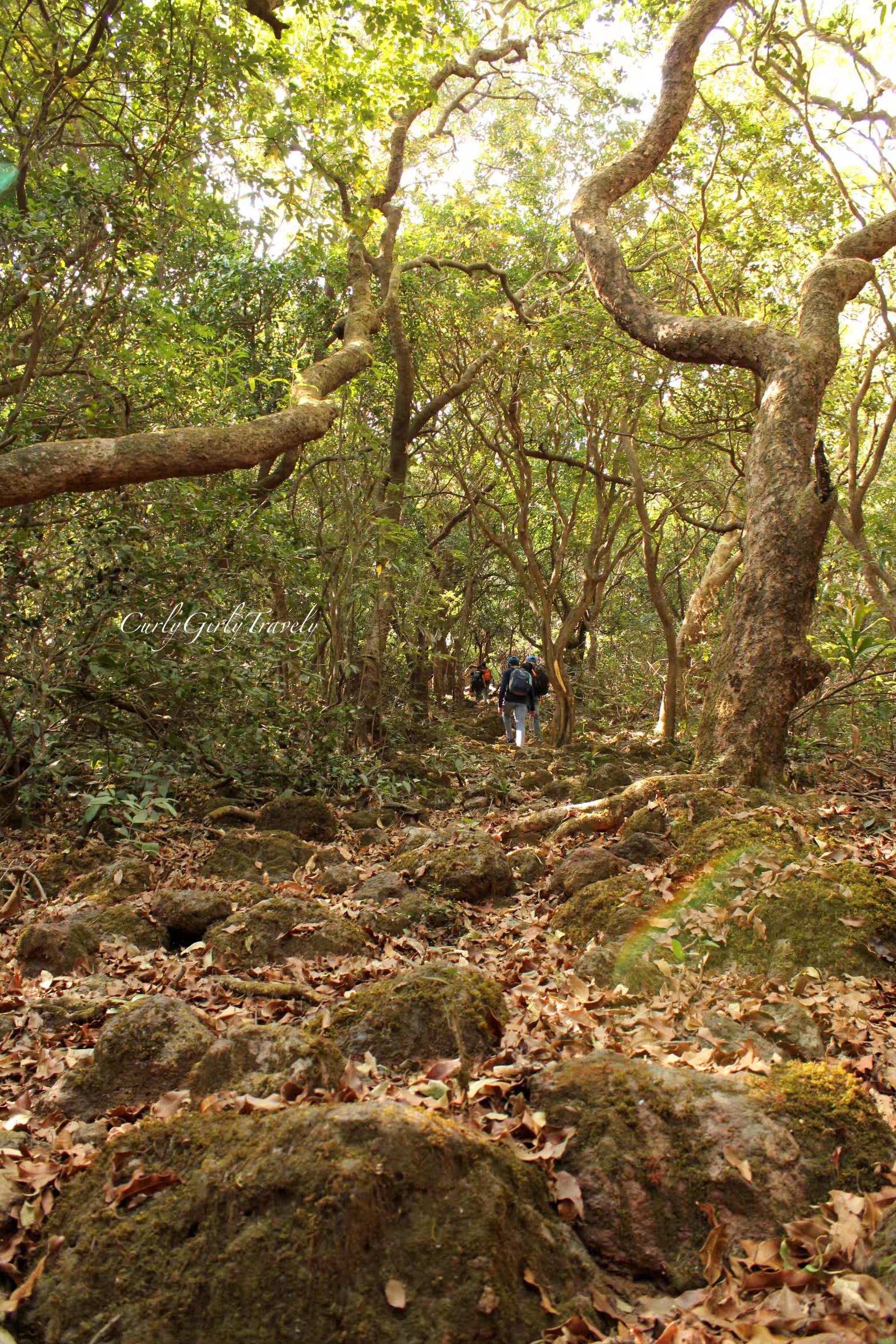 Koyna Forest